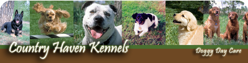Dog Daycare at Country Haven Kennels